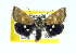  ( - USNM ENT 00148035.1)  @13 [ ] No Rights Reserved  Unspecified Unspecified