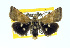  ( - USNM ENT 00148036.1)  @14 [ ] No Rights Reserved  Unspecified Unspecified
