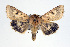  (Helicoverpa titicacae - USNM ENT 00148162.1)  @14 [ ] No Rights Reserved  Unspecified Unspecified