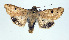  (Helicoverpa atacamae - USNM ENT 00148173.1)  @14 [ ] No Rights Reserved  Unspecified Unspecified