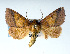  (Pyrrhia aurantiago - USNM ENT 00148211.1)  @14 [ ] No Rights Reserved  Unspecified Unspecified