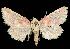  ( - USNM ENT 00159183)  @13 [ ] No Rights Reserved  Unspecified Unspecified