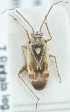  (Polymerus vulneratus - TR00460)  @13 [ ] CreativeCommons - Attribution Non-Commercial (2015) Marko Mutanen University of Oulu