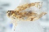  (Eupteryx stachydearum - TR1104)  @11 [ ] CreativeCommons - Attribution Non-Commercial (2015) Marko Mutanen University of Oulu