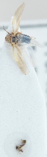  (Arboridia parvula - TR1119)  @11 [ ] CreativeCommons - Attribution Non-Commercial (2015) Marko Mutanen University of Oulu