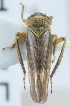  (Deltocephalus pulicaris - TR1157)  @13 [ ] CreativeCommons - Attribution Non-Commercial (2015) Marko Mutanen University of Oulu