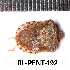  (Leprosoma inconspicuum - RL-PENT-192)  @11 [ ] CC-by (2025) Roland Lupoli Research collection of Roland Lupoli