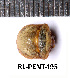  ( - RL-PENT-195)  @11 [ ] CC-by (2025) Roland Lupoli Research collection of Roland Lupoli