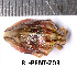  ( - RL-PENT-203)  @11 [ ] CC-by (2025) Roland Lupoli Research collection of Roland Lupoli