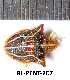  ( - RL-PENT-207)  @11 [ ] CC-by (2025) Roland Lupoli Research collection of Roland Lupoli
