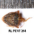  ( - RL-PENT-214)  @11 [ ] CC-by (2025) Roland Lupoli Research collection of Roland Lupoli