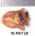  (Ventocoris achivus - RL-PENT-221)  @11 [ ] CC-by (2025) Roland Lupoli Research collection of Roland Lupoli