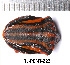  (Graphosoma interruptum - RL-PENT-223)  @11 [ ] CC-by (2025) Roland Lupoli Research collection of Roland Lupoli