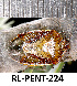  (Piezodorus punctipes - RL-PENT-224)  @11 [ ] CC-by (2025) Roland Lupoli Research collection of Roland Lupoli