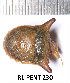  (Ventocoris - RL-PENT-230)  @11 [ ] CC-by (2025) Roland Lupoli Research collection of Roland Lupoli