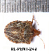  (Sternodontus - RL-PENT-242)  @11 [ ] CC-by (2025) Roland Lupoli Research collection of Roland Lupoli