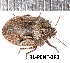  ( - RL-PENT-283)  @11 [ ] CC-by (2025) Roland Lupoli Research collection of Roland Lupoli