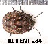  ( - RL-PENT-284)  @11 [ ] CC-by (2025) Roland Lupoli Research collection of Roland Lupoli