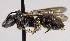  (Lasioglossum macoupinense - DIAL1390B04-ON)  @13 [ ] CreativeCommons - Attribution Non-Commercial No Derivatives (2015) Laurence Packer York University