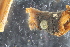  (Asterodiaspis variolosa - ZMBN_Coc1)  @11 [ ] copyright (2014) Bergen Museum Bergen Museum