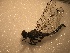  ( - ZMBN_Ent477)  @11 [ ] copyright (2014) Bergen Museum Bergen Museum