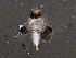  ( - BIOUG02716-C06)  @13 [ ] CreativeCommons - Attribution (2013) CBG Photography Group Centre for Biodiversity Genomics