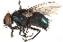  (Luciliinae - BIOUG02722-C04)  @15 [ ] CreativeCommons - Attribution (2015) CBG Photography Group Centre for Biodiversity Genomics