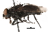  (Protocalliphora metallica - BIOUG02722-H09)  @13 [ ] CreativeCommons - Attribution (2015) CBG Photography Group Centre for Biodiversity Genomics