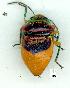  (Lampromicra regia - gvc10547-1L)  @11 [ ] Copyright (2004) Unspecified Unspecified