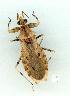  (Dulitocoris - gvc10653-1L)  @14 [ ] Copyright (2004) Unspecified Unspecified