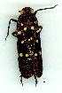  ( - gvc11009-1L)  @13 [ ] Copyright (2004) Unspecified Unspecified