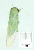  ( - gvc11453-1L)  @12 [ ] Copyright (2004) Unspecified Unspecified