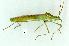  (Leptocorisa acuta - gvc11935-1L)  @13 [ ] Copyright (2004) Unspecified Unspecified