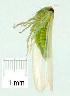  ( - gvc14105-1L)  @12 [ ] Copyright (2004) Unspecified Research Collection of Graeme Cocks
