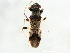  ( - gvc17288-1L)  @12 [ ] CreativeCommons - Attribution (2011) CBG Photography Group Centre for Biodiversity Genomics