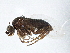  (Triphleba lugubris - BIOUG02514-A06)  @13 [ ] CreativeCommons - Attribution (2013) CBG Photography Group Centre for Biodiversity Genomics