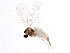  ( - BIOUG02638-H07)  @13 [ ] CreativeCommons - Attribution (2013) CBG Photography Group Centre for Biodiversity Genomics