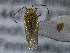  (Lygocoris rugicollis - FinHet30)  @14 [ ] Copyright (2011) Bergen Museum Bergen Museum