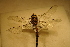  ( - FinHet54)  @12 [ ] Copyright (2011) Bergen Museum Bergen Museum