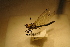 ( - FinHet55)  @12 [ ] Copyright (2011) Bergen Museum Bergen Museum