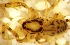  (Phrurotimpus sp1-IGN - HF-2010-251)  @12 [ ] Copyright  I. Nieto 2010 Unspecified