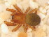 (Robertus pumilus - HF-2010-350)  @14 [ ] Copyright  I. Nieto 2010 Unspecified