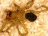  ( - HF-2010-62)  @12 [ ] Copyright  I. Nieto 2010 Unspecified