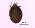  (Achipteria howardi - Archiptera_W_1)  @12 [ ] Copyright (2011) Huijie Gan University of Michigan