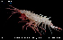  ( - HG_515)  @11 [ ] CreativeCommons - Attribution Share-Alike (2025) Unspecified Senckenberg am Meer Wilhelmshaven, Department German Centre for Marine Biodiversity Research
