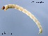  (Glyptotendipes barbipes - HHLY161)  @11 [ ] CreativeCommons-Attribution Non-Commercial Share-Alike (2020) Xiaolong Lin Nankai University, College of Life Sciences