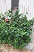  ( - xD002)  @11 [ ] CreativeCommons - Attribution (2013) Floyd A. Reed University of Hawai'I at Manoa