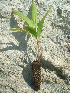  ( - HIDNA029)  @11 [ ] CreativeCommons - Attribution (2013) Floyd A. Reed University of Hawai'I at Manoa