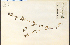  ( - 14300HIM)  @11 [ ] CreativeCommons - Attribution Non-Commercial Share-Alike (2012) University of Guelph, Canada OAC-BIO Herbarium