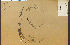  ( - 14374HIM)  @11 [ ] CreativeCommons - Attribution Non-Commercial Share-Alike (2012) University of Guelph, Canada OAC-BIO Herbarium